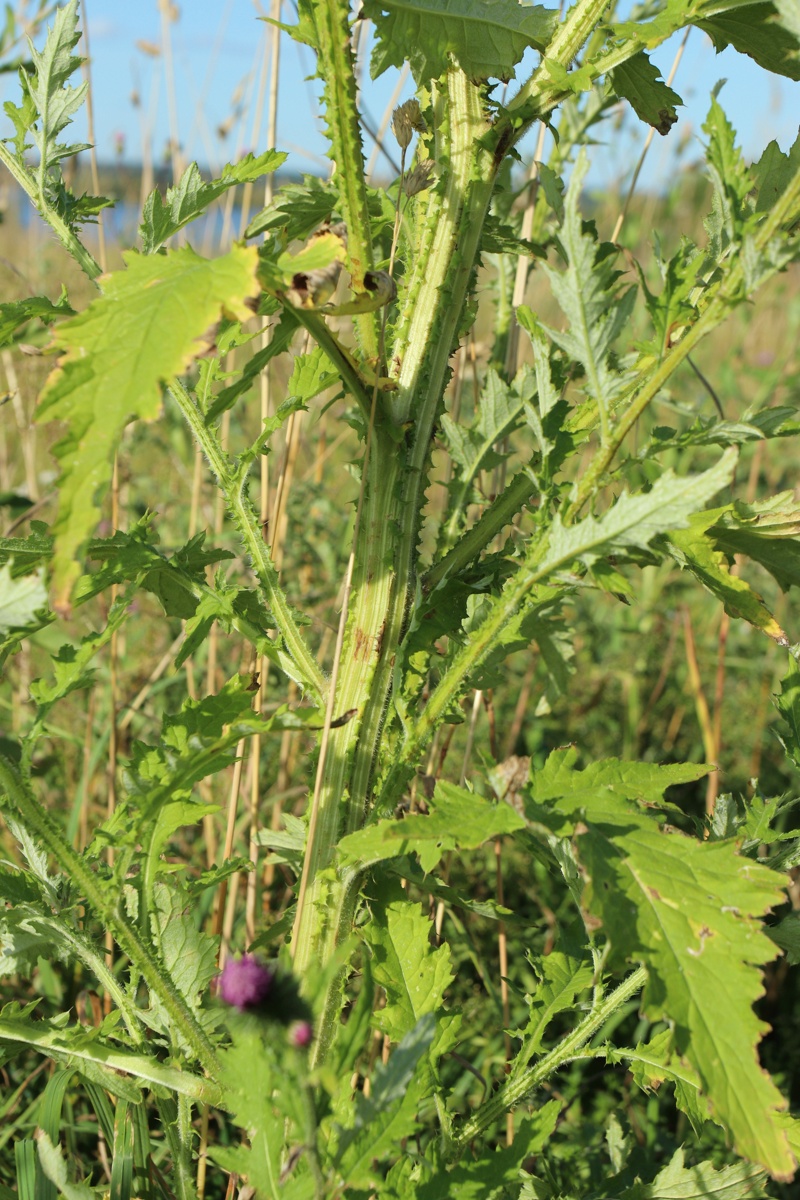 Изображение особи Carduus crispus.