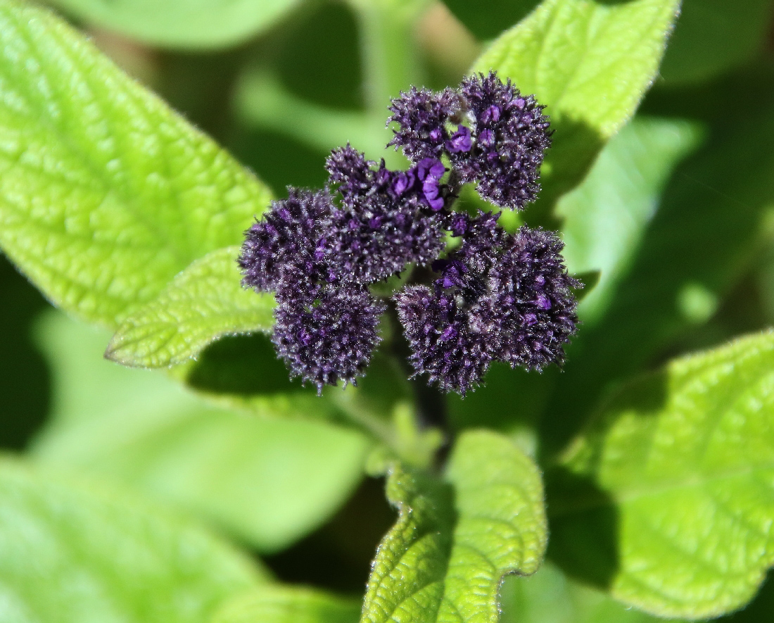 Image of Heliotropium arborescens specimen.