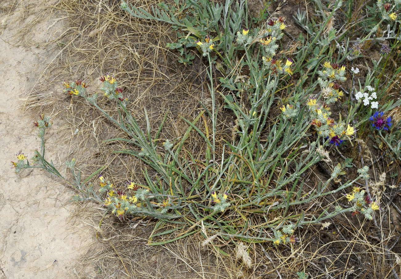 Изображение особи Cousinia pseudomollis.
