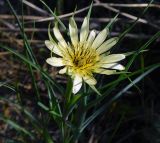 Tragopogon dubius