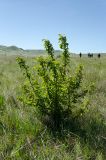 View full-size image Malus sylvestris