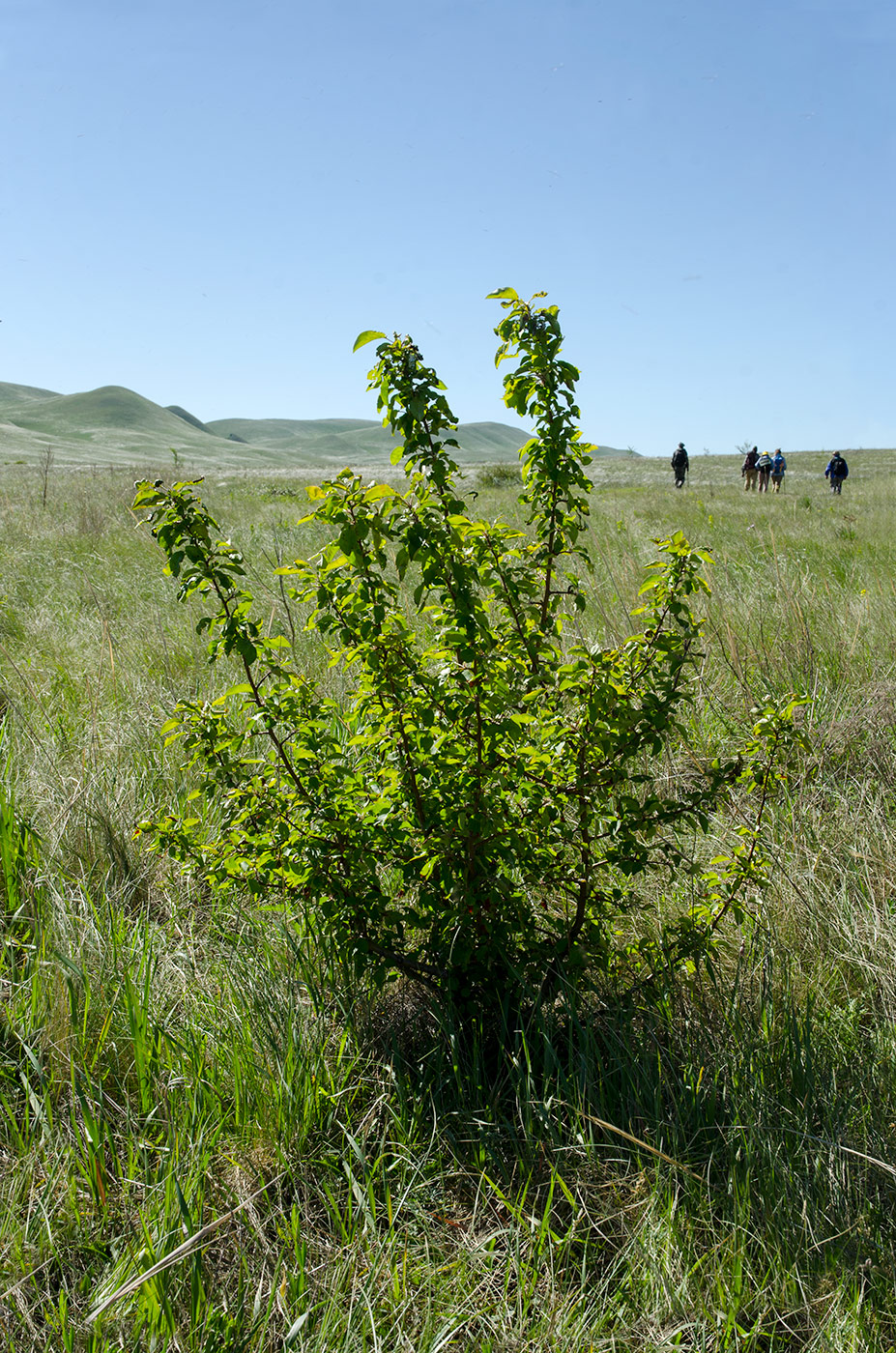 Изображение особи Malus sylvestris.