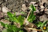 Смотреть изображение Taraxacum officinale