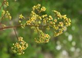 Смотреть изображение Cotinus coggygria
