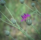 Смотреть изображение Centaurea scabiosa
