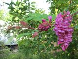 View full-size image Robinia × margaretta