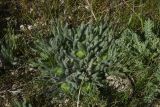 View full-size image genus Onosma