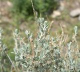 View full-size image Krascheninnikovia ceratoides