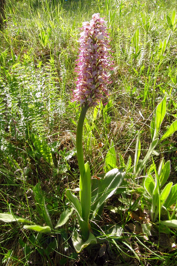 Изображение особи Orchis simia.