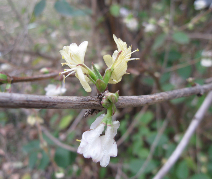 Изображение особи Lonicera fragrantissima.