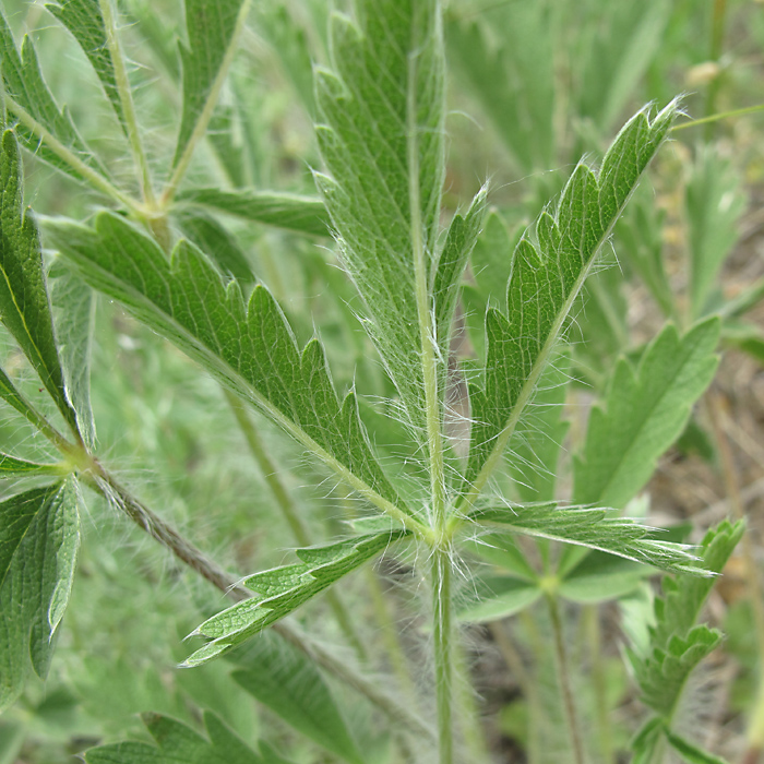 Image of Potentilla recta ssp. pilosa specimen.