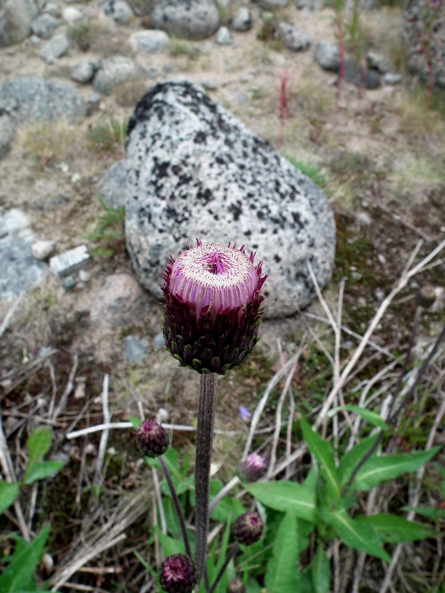 Изображение особи Cirsium heterophyllum.