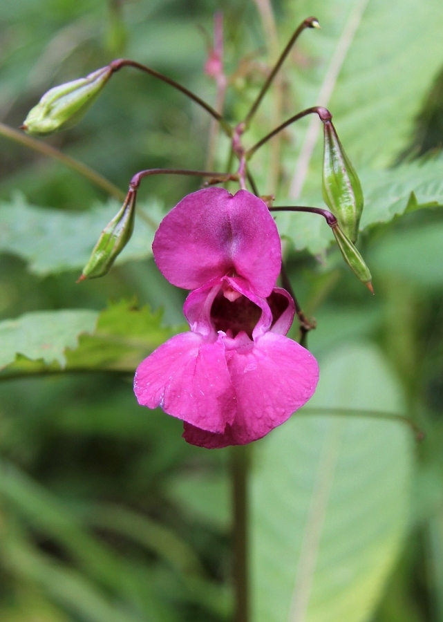 Image of Impatiens glandulifera specimen.