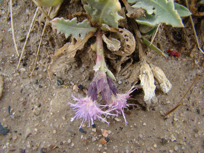 Image of Saussurea famintziniana specimen.