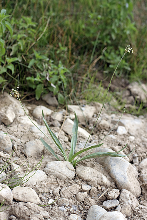 Image of Plantago lanceolata specimen.