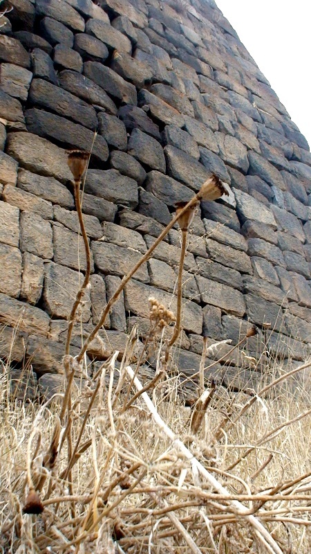 Image of Papaver setiferum specimen.