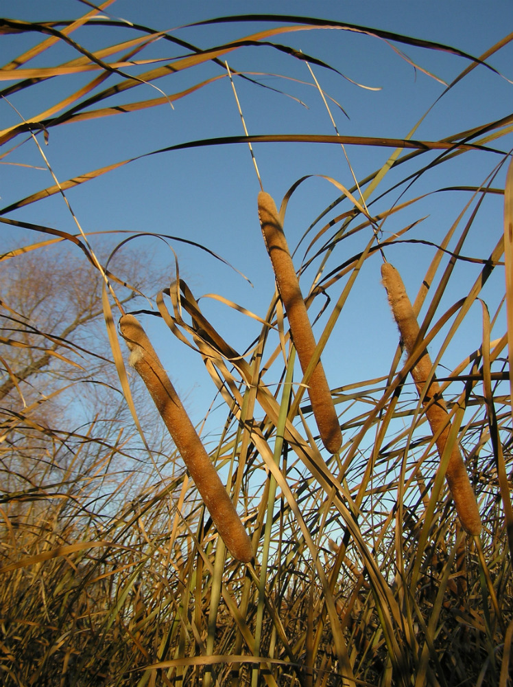 Image of Typha domingensis specimen.