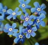 Brunnera sibirica