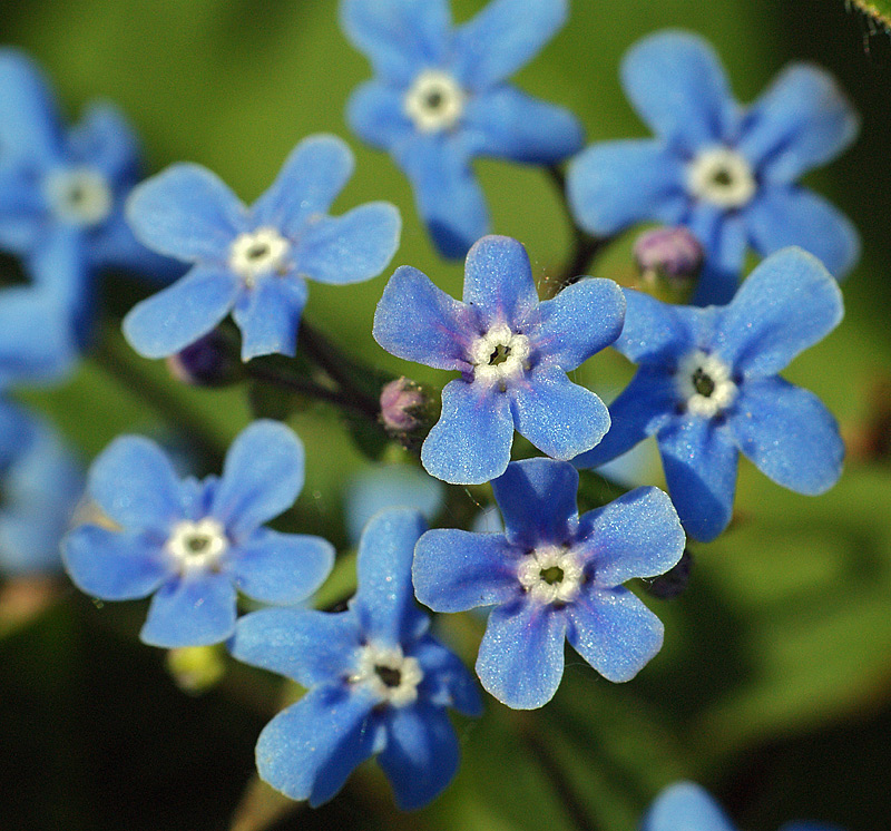 Изображение особи Brunnera sibirica.