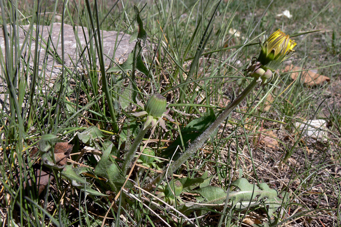 Image of Taraxacum distantilobum specimen.