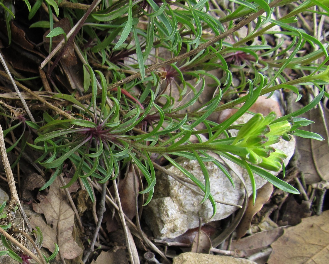 Image of Erysimum gorbeanum specimen.