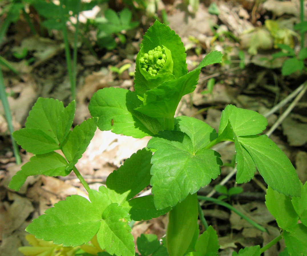 Изображение особи Smyrnium perfoliatum.