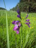 Gladiolus tenuis