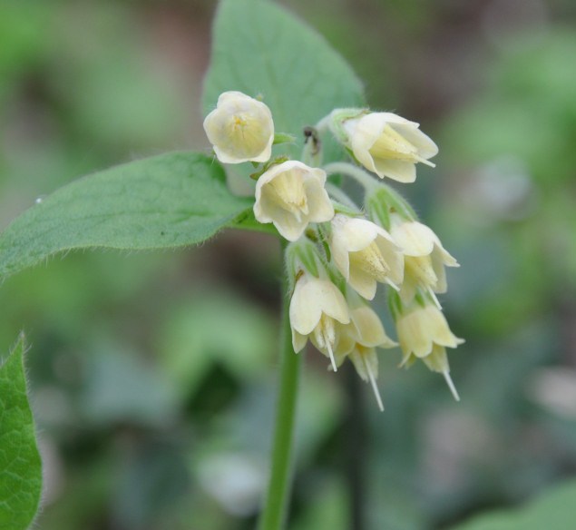 Image of Symphytum bulbosum specimen.