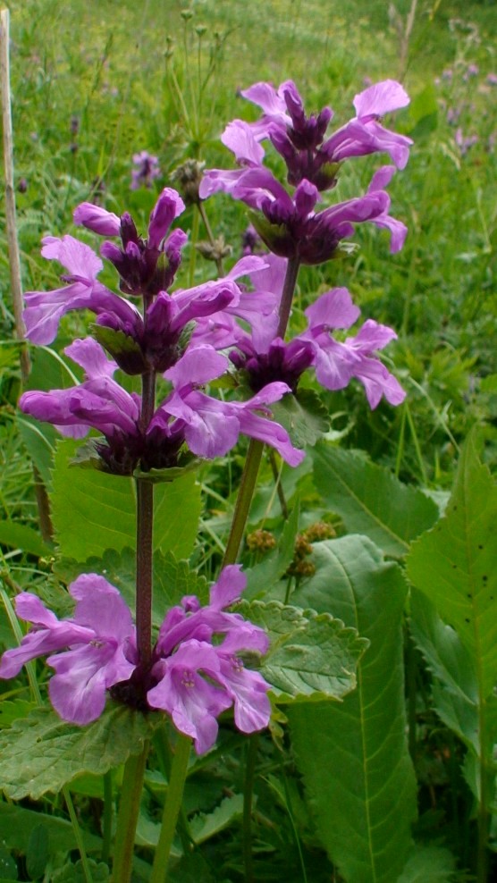 Image of Betonica macrantha specimen.