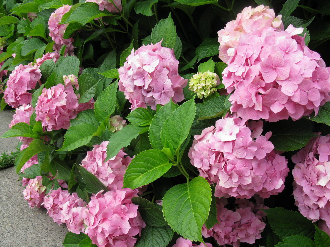 Image of Hydrangea macrophylla specimen.