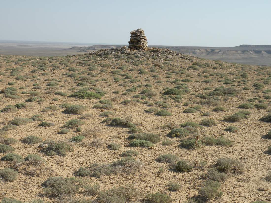 Image of Arthrophytum lehmannianum specimen.