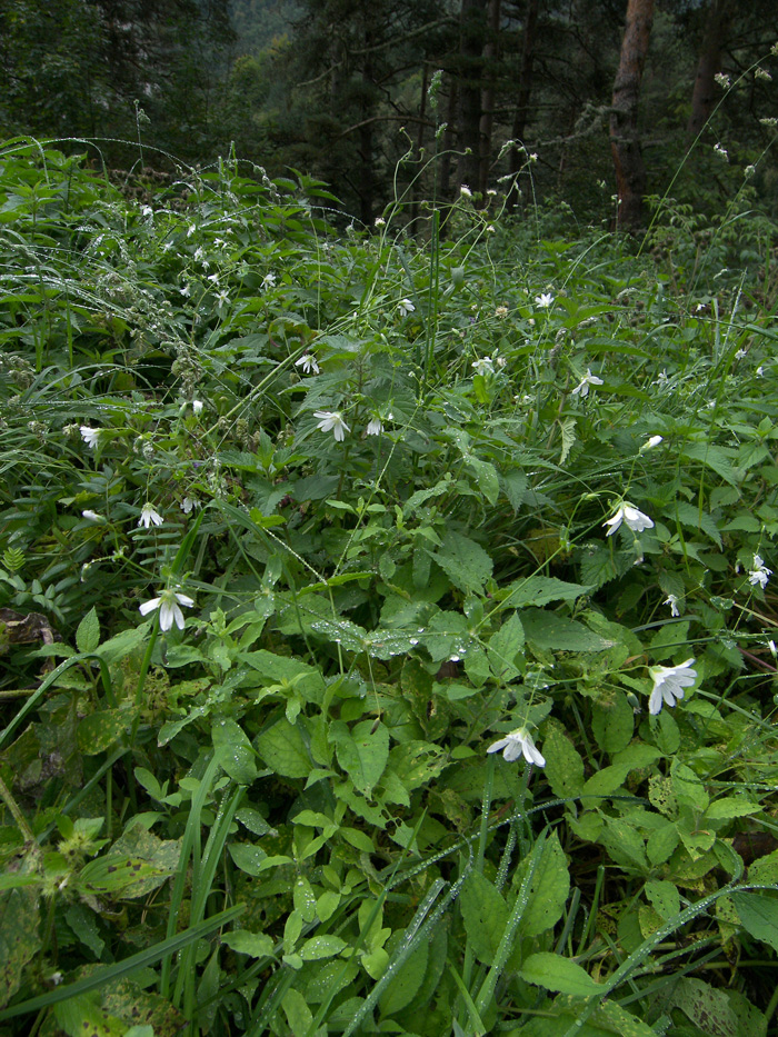 Изображение особи Cerastium davuricum.