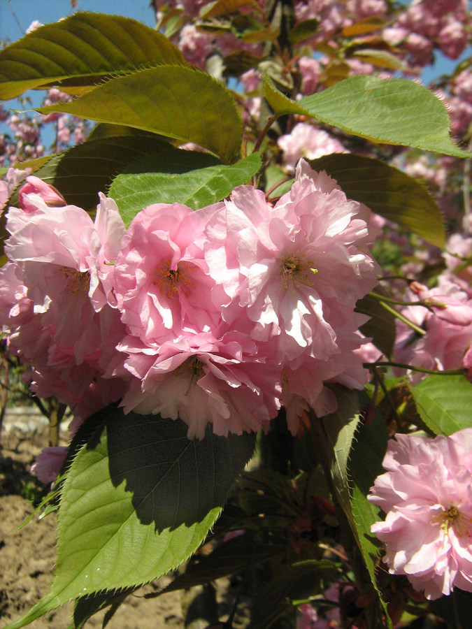 Изображение особи Prunus serrulata.