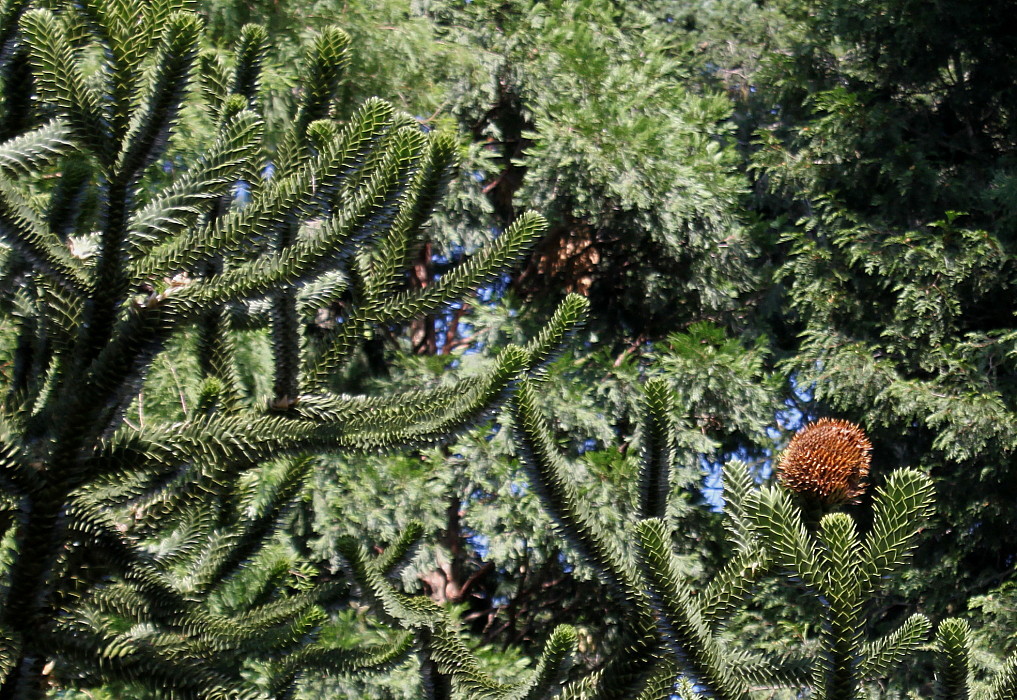 Image of Araucaria araucana specimen.