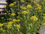 Bupleurum fruticosum. Верхушки цветущих растений. Испания, автономное сообщество Каталония, провинция Барселона, монастырь Монтсеррат, смотровая площадка. 09.07.2012.