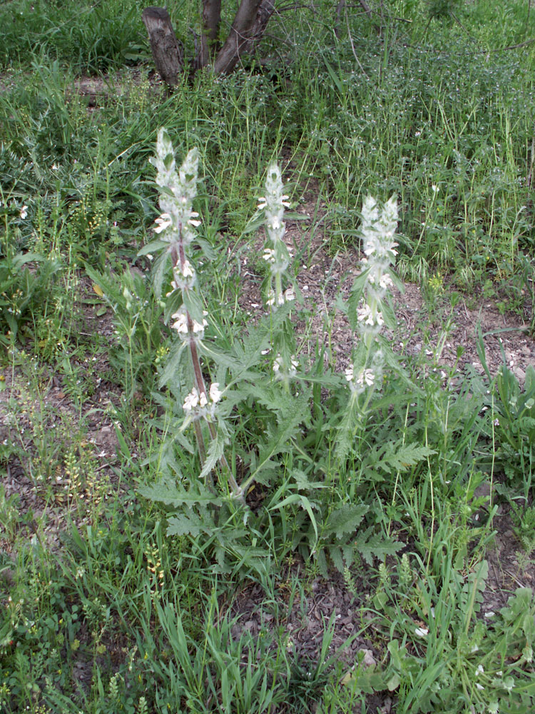 Image of Phlomoides kirghisorum specimen.