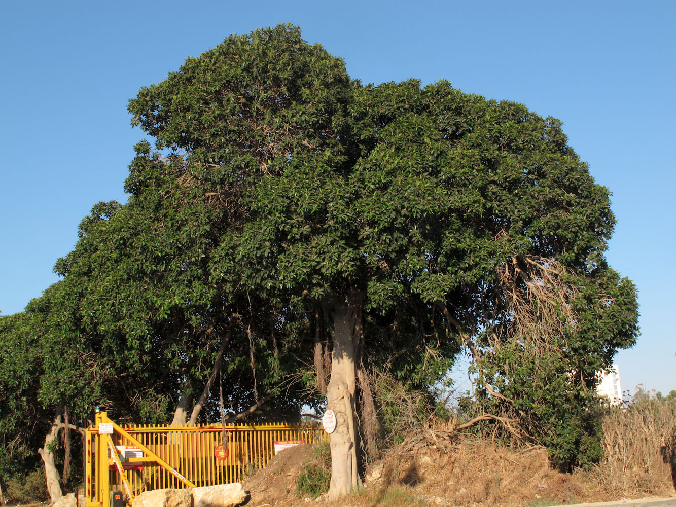 Image of Ficus obliqua specimen.