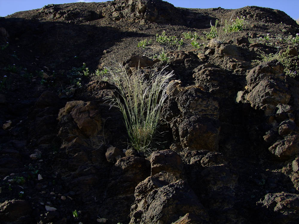 Image of Stipagrostis ciliata specimen.