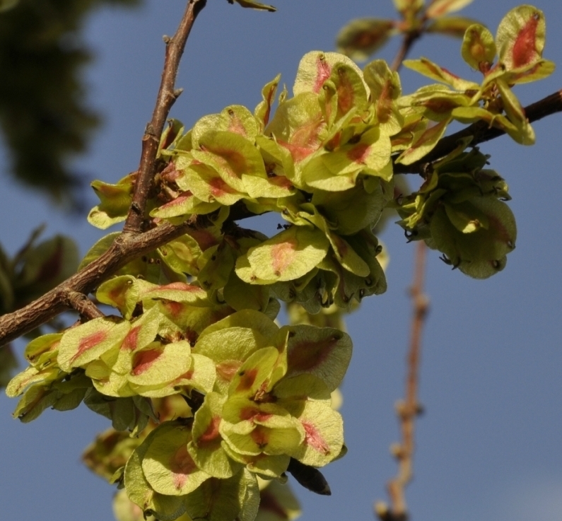 Image of genus Ulmus specimen.