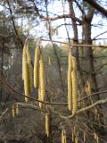 Corylus avellana