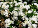 Смотреть изображение Ageratum houstonianum