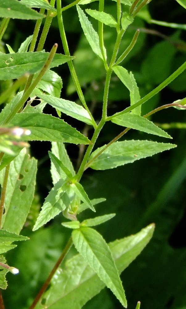 Image of Epilobium maximowiczii specimen.