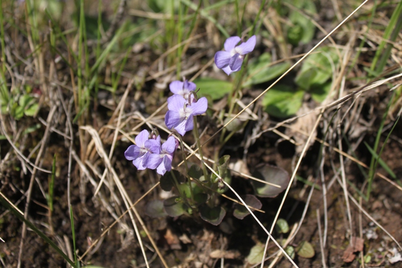 Image of Viola rupestris specimen.