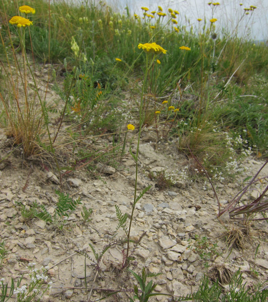 Image of Tanacetum sclerophyllum specimen.