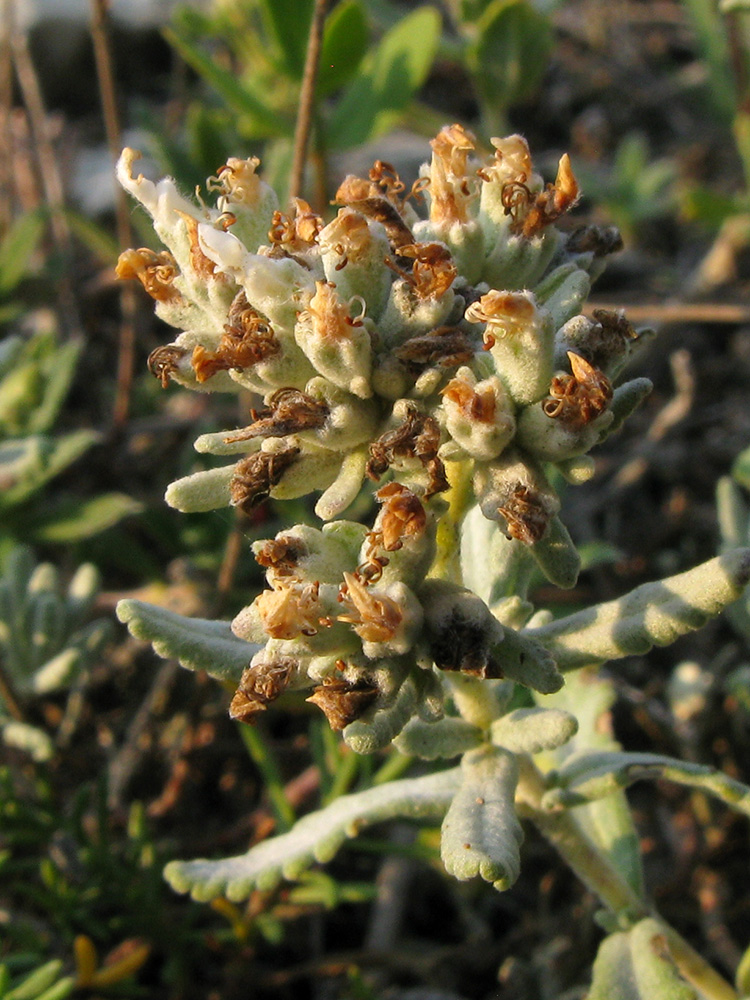 Image of Teucrium capitatum specimen.