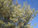 Elaeagnus angustifolia. Ветви цветущего дерева. Украина, Луганск, пустырь. Конец мая.