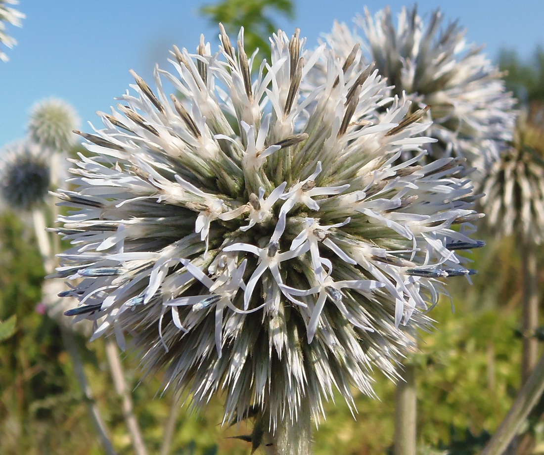 Изображение особи Echinops sphaerocephalus.