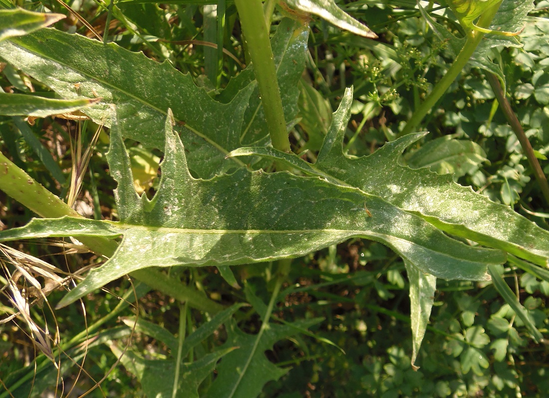 Image of Bunias orientalis specimen.