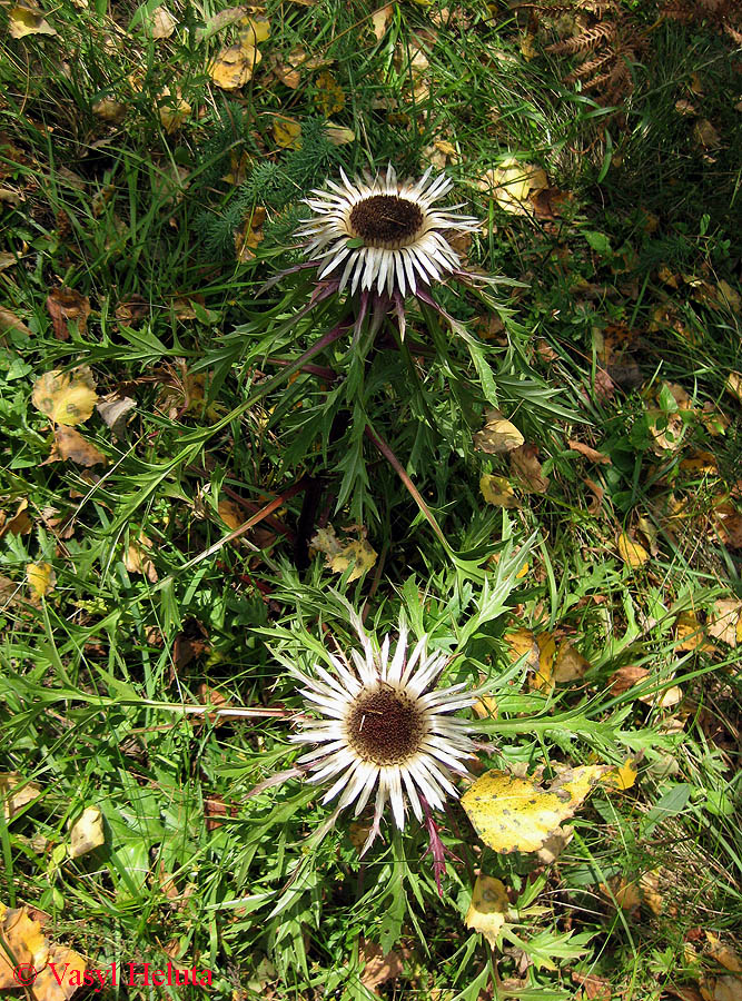 Image of Carlina acaulis specimen.