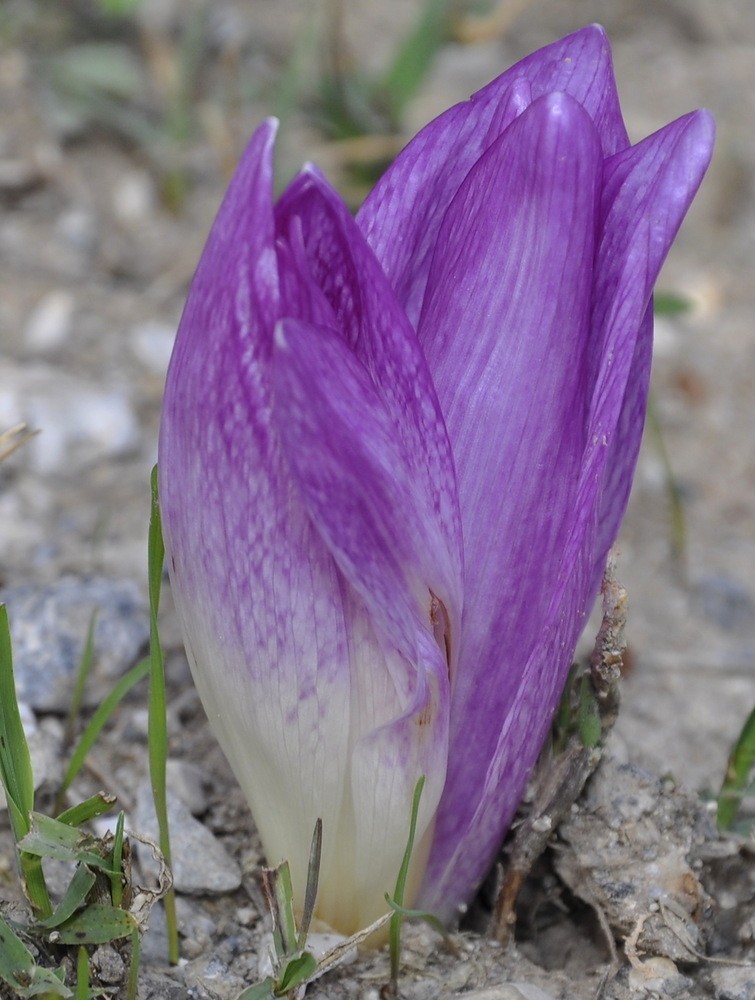 Image of Colchicum bivonae specimen.